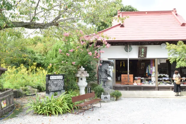 真性寺　女郎花　オミナエシ